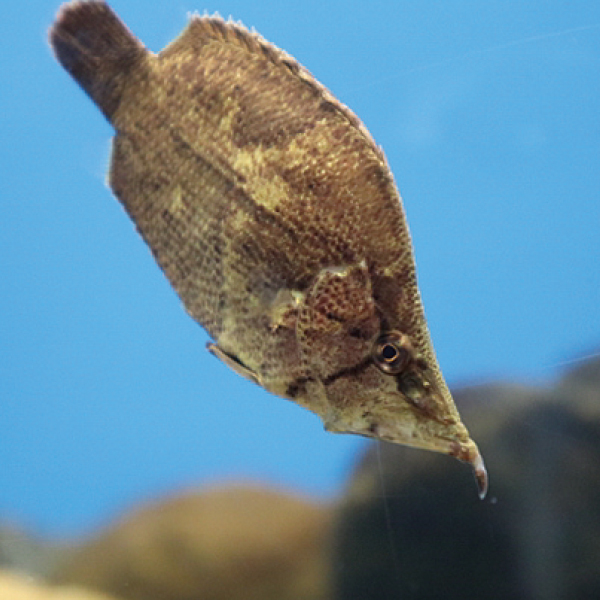 ふしぎな水族園